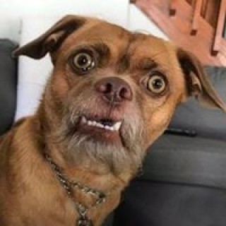 EL_PINCHE_FIRULAIS avatar