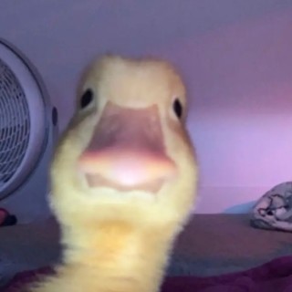 Joeyamoroso09 avatar