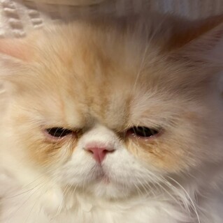 the_confused_kid avatar