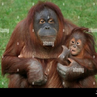 Ilt1zi0.che_fa_meme avatar