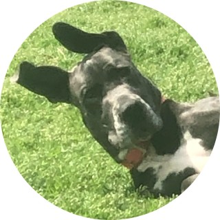 chickenlover44 avatar