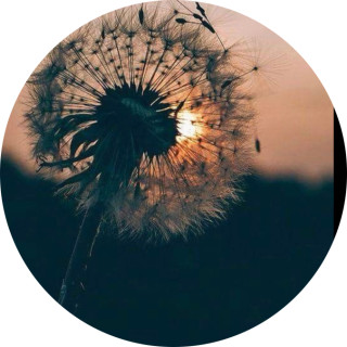 guzal_xsunflower avatar