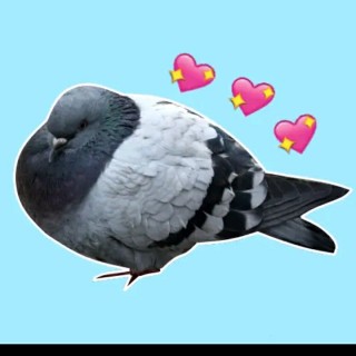 chonky_pigeon avatar