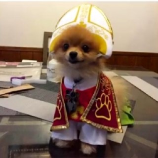 furryGladiator avatar