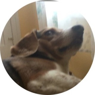 disturbed_doggo avatar