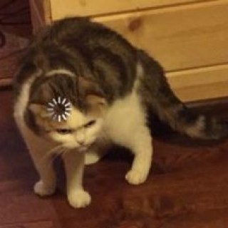 Demonic_Angel2212 avatar