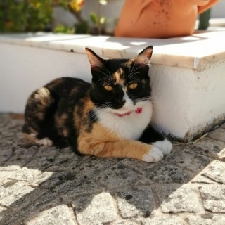 franciscof666 avatar