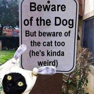 no.name.wierd.cat avatar