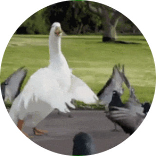 duccythedancer avatar