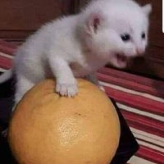 mazensherbini6 avatar