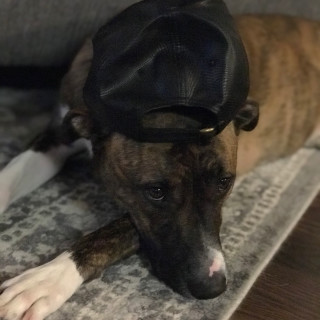 Starbucks_dogo_03 avatar