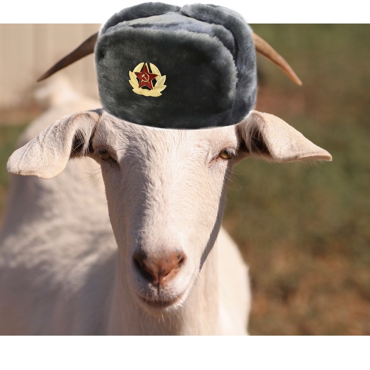 Russiangoat avatar