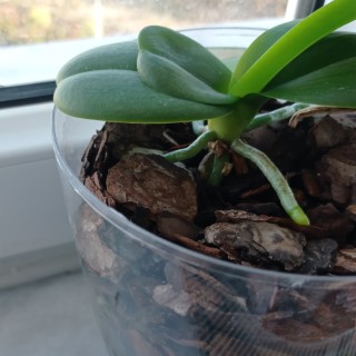 Some_Random_Plant avatar