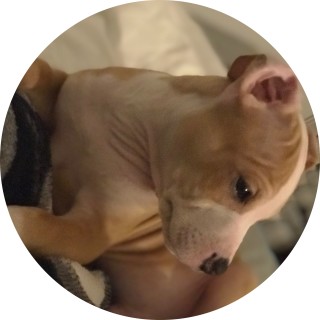 ipoopmypants123 avatar