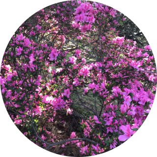 lol_i_love_memes avatar