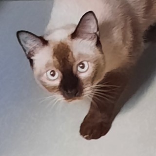 GenshinAddict_f2p_btw avatar