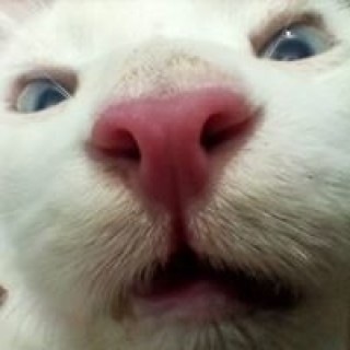 iqrabfarooqui avatar