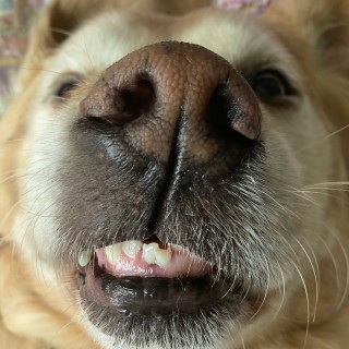 Dog_meme_machine avatar