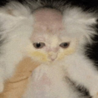 Just_Funny_memez avatar