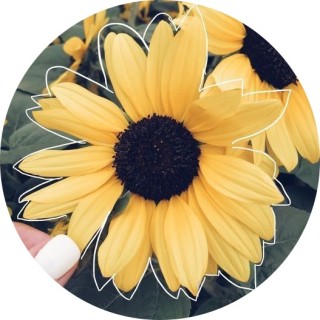 memes_be_popped_do avatar