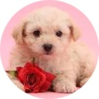 baneen_alwaeli avatar