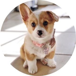 dr_corgi avatar