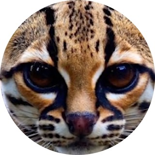 xxnekokatie09xx avatar