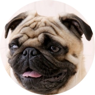 TheRealPapaPug avatar