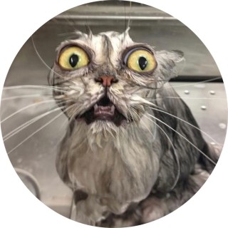 Im_soggysocks_ avatar