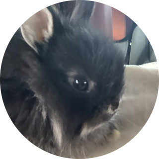 i_have_cute_bunnys avatar