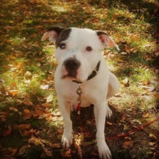 Daltonthesavmemes avatar