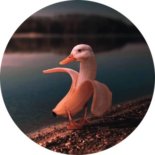 fastturtle011 avatar