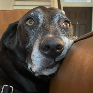 shadowmydogisdepressed avatar