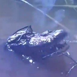 beetlejuicetr avatar