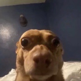 deaveousboy_hehe avatar