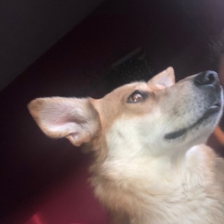 cambree-milas avatar