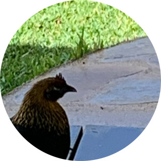 chickhen avatar