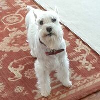 hernandezelijah341 avatar