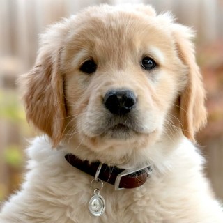 Mr.puppy.dog.101 avatar