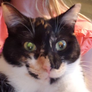 donotreadmybio avatar