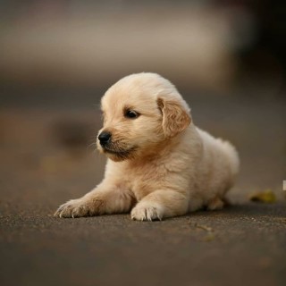 steve_thefifth avatar