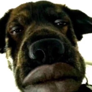 rosti_jeanblaze_pollo avatar