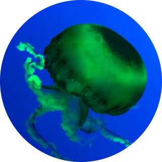 haleymemes2020 avatar