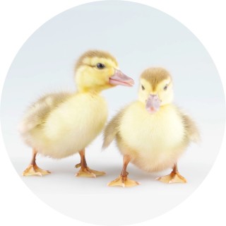 arunkumar_santosh avatar