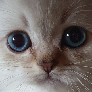 da_maker_of_memes avatar