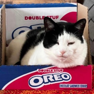 thesmelliestfinger avatar