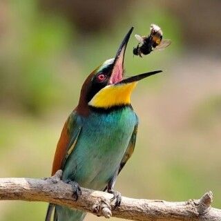 bird_brained_boy avatar