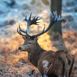 connerthemeemer853 avatar