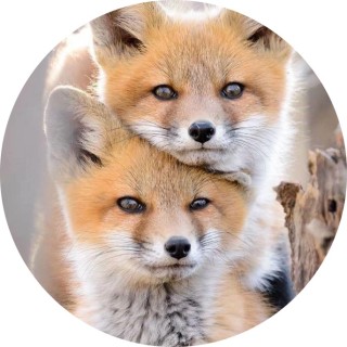 fluffy_memes06 avatar