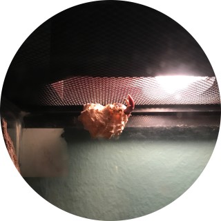 randommemes11 avatar